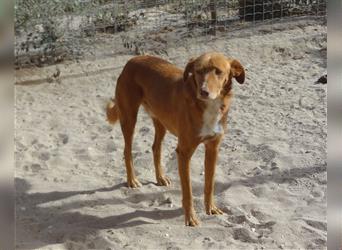 Pongo, Mix Labrador / Vizla , lieb und verträglich