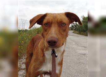 Pongo, Mix Labrador / Vizla , lieb und verträglich