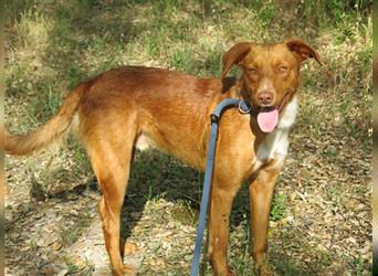 Pongo, Mix Labrador / Vizla , lieb und verträglich