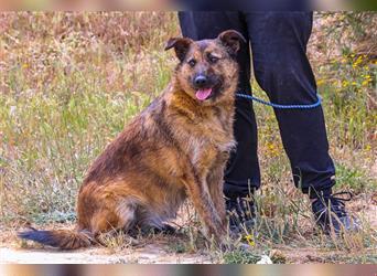 Caia, Mix Schäferhund / Podengo , lieb und verträglich