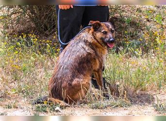 Caia, Mix Schäferhund / Podengo , lieb und verträglich