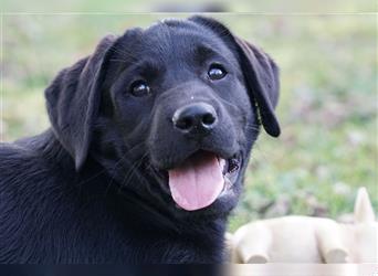 Schwarze Labradorwelpen