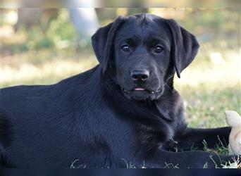 Schwarze Labradorwelpen