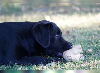 Schwarze Labradorwelpen