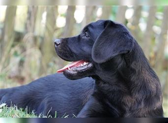 Schwarze Labradorwelpen