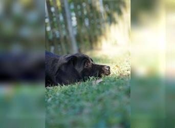 Schwarze Labradorwelpen