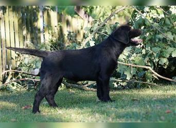 Schwarze Labradorwelpen