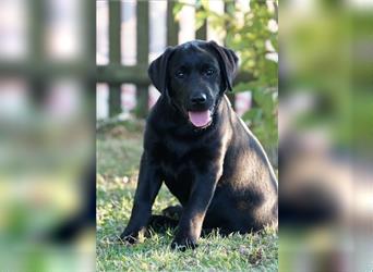 Schwarze Labradorwelpen