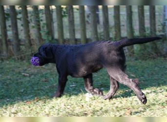 Schwarze Labradorwelpen