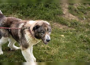 Mici sucht Kaukasen Liebhaber in ländlicher Umgebung