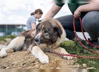 Mici sucht Kaukasen Liebhaber in ländlicher Umgebung