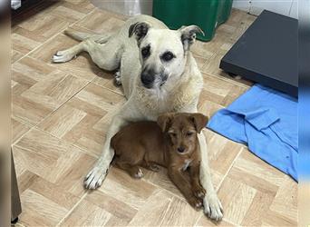 Gerda, Mix Labrador / Schäferhund , lieb und verträglich