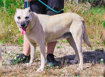 Gerda, Mix Labrador / Schäferhund , lieb und verträglich