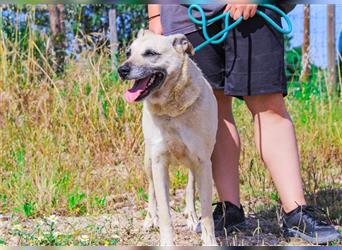 Gerda, Mix Labrador / Schäferhund , lieb und verträglich