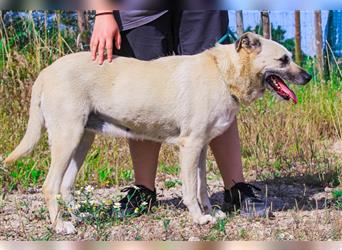 Gerda, Mix Labrador / Schäferhund , lieb und verträglich