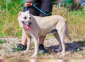 Gerda, Mix Labrador / Schäferhund , lieb und verträglich