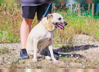 Gerda, Mix Labrador / Schäferhund , lieb und verträglich