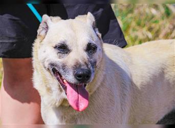 Gerda, Mix Labrador / Schäferhund , lieb und verträglich