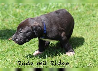 Welpen Ridgeback- Dogge