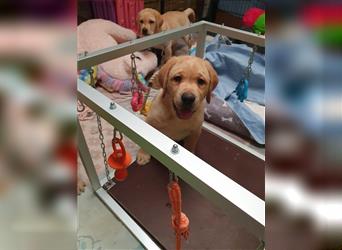 Süßer Labrador 12 Wochen alter Rüde sucht noch seinen Sofaplatz