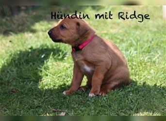 Welpen Ridgeback- Dogge