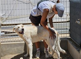 Cucciolo: ein Seelenhund sucht seine Menschen-reserviert