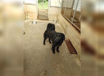 Jasper kroatischer Schäferhund Mischling Rüde Junghund sucht Zuhause oder Pflegestelle