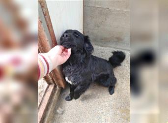 Jasper kroatischer Schäferhund Mischling Rüde Junghund sucht Zuhause oder Pflegestelle