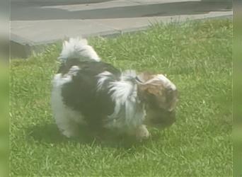 Yorkshire terrier Welpen