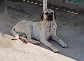 Helena große Kangal Mischlingshündin Mischling Hündin sucht Zuhause oder Pflegestelle