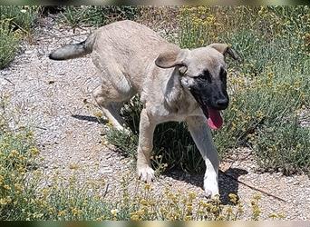 Java Kangal Mischlingshündin Welpe Junghund sucht Zuhause oder Pflegestelle