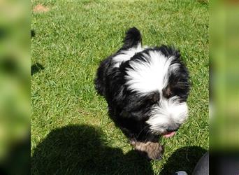 Tibet Terrier Welpe♥. 3/4 Preis wegen eigenem Urlaub❤