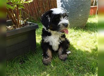 Tibet Terrier Welpe♥. 3/4 Preis wegen eigenem Urlaub❤