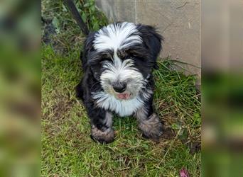 Tibet Terrier Welpe♥. 3/4 Preis wegen eigenem Urlaub❤