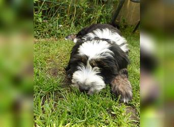 Tibet Terrier Welpe♥. 3/4 Preis wegen eigenem Urlaub❤