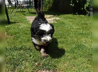 Tibet Terrier Welpe♥. 3/4 Preis wegen eigenem Urlaub❤