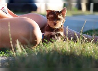 Chocolate und biro yorkshire terrier aus Europameister Verpaarung