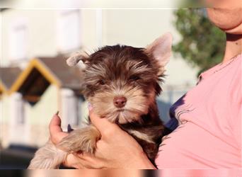 Chocolate und biro yorkshire terrier aus Europameister Verpaarung