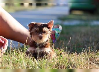 Chocolate und biro yorkshire terrier aus Europameister Verpaarung