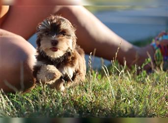 Chocolate und biro yorkshire terrier aus Europameister Verpaarung