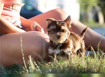 Chocolate und biro yorkshire terrier aus Europameister Verpaarung