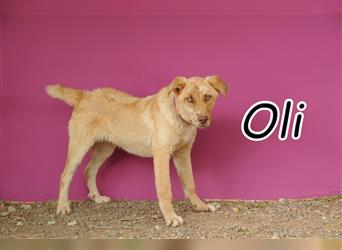 Haben Sie Lust ein Leben voller Abenteuer mit Oli zu erleben?