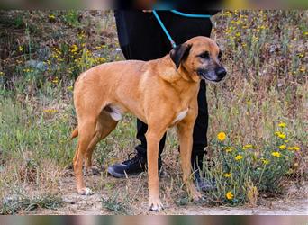 Tuk, Mix Labrador / Rhodesian Ridgeback , lieb und verträglich