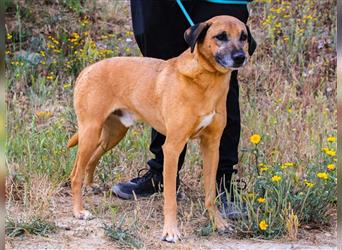 Tuk, Mix Labrador / Rhodesian Ridgeback , lieb und verträglich