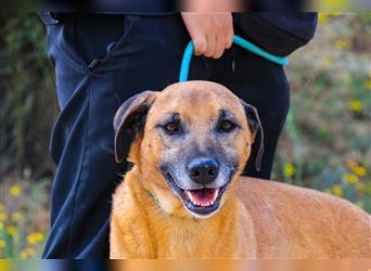 Tuk, Mix Labrador / Rhodesian Ridgeback , lieb und verträglich