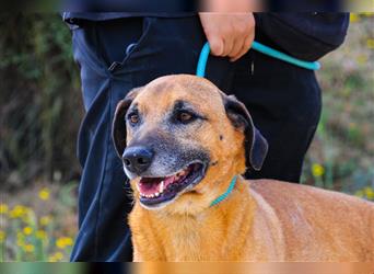 Tuk, Mix Labrador / Rhodesian Ridgeback , lieb und verträglich