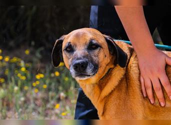 Tuk, Mix Labrador / Rhodesian Ridgeback , lieb und verträglich