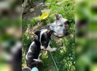 Lia, kleine Boston Terrier Mix Hündin sucht souveräne Menschen