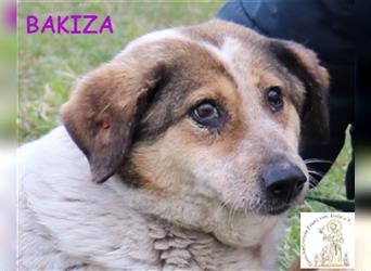 Bakiza – die rüstige Hundedame