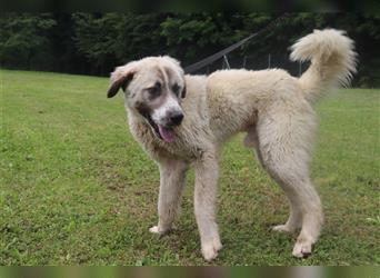 Porthos großer Kangal Mischlingsrüde Mischling Rüde Junghund sucht Zuhause oder Pflegestelle